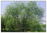 এন্টি মাইক্রোবিয়াল উদ্ভিদ নিষ্কাশন পাউডার 10% - 98% হোয়াইট Willow বারক এক্সট্রাকশন